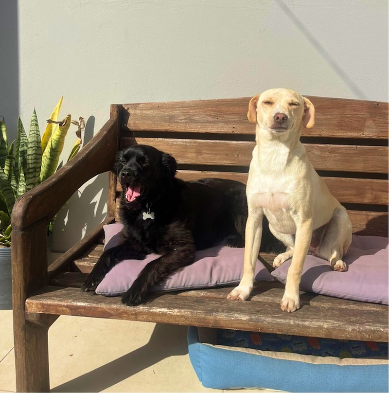 Barbara's dogs