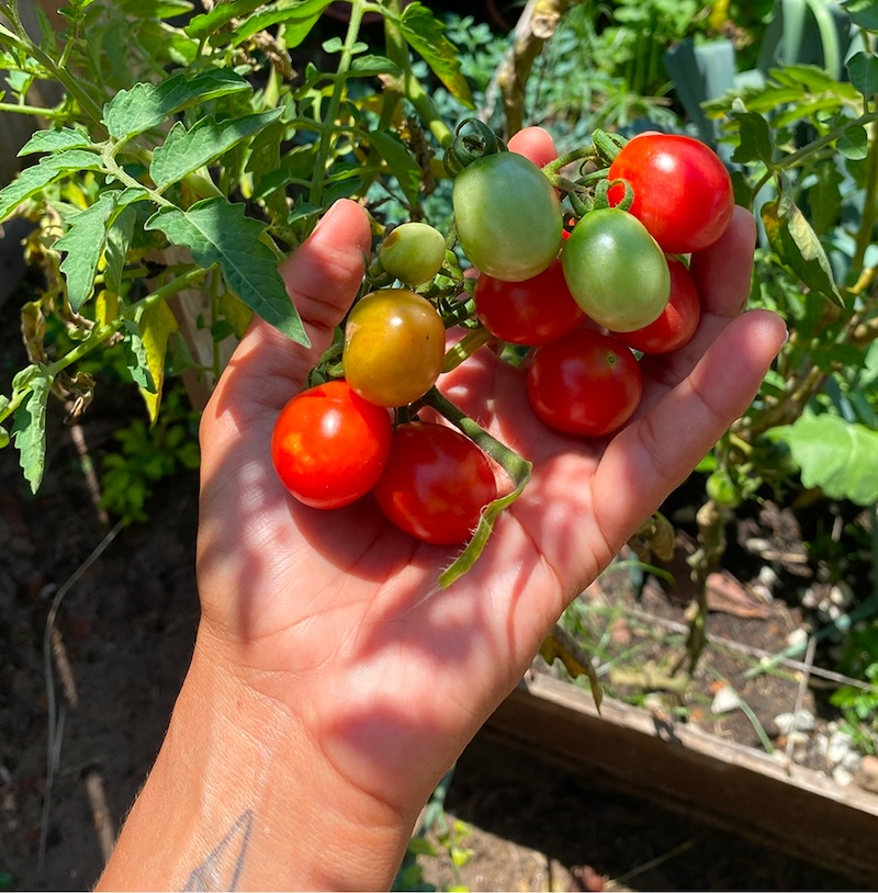 Tomatoes from the garden